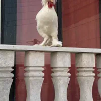 خروس سلطان ومرغ لهستانی