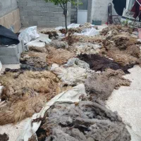 پشم گوسفندی خشک  اماده تشک انداختن