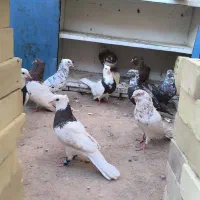 کبوتر