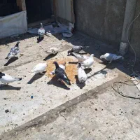 کبوتر فروشی