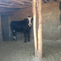 گوساله نره