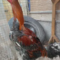 خروس لاری هندی