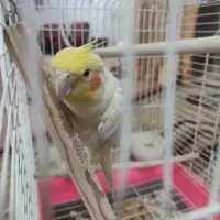 عروس هلندی نر