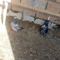 کفتر پرشی