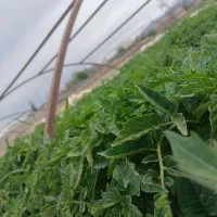 نهال گوجه
