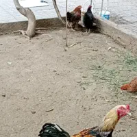 مرغ تخمی|حیوانات مزرعه|تویسرکان, |دیوار