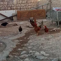 مرغ محلی تعداد ده تا خروس هم یدونه مقداری هم جوجه