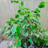 درختچه بنجامین لیمویی درختچه شفلرا پتوس سبز