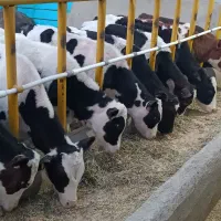 20راس گوساله130کیلویی نر هلشتاین سوپر