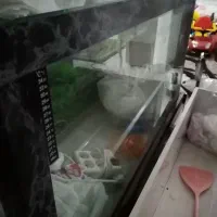 اکواریوم