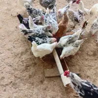 فروش تخم  مرغ گلین