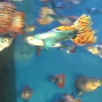ماهی گوپی بیگ ایر چمپیون