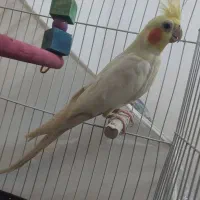 عروس هلندی نر جوانه