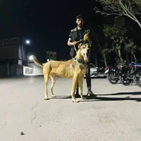 این حیوان حدود ۳ ماه پیش گم شده