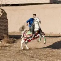 فروش اسب مادیان