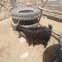 بز محلی
