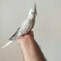 جفت عروس هلندی مولد