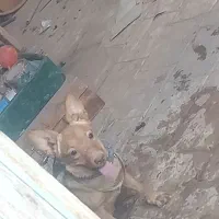 سگ..