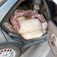 با سلام فروش و پخش کشک شهرکرد