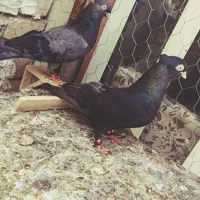 کبوتر چشو نوک ریز
