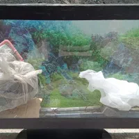 اکواریوم