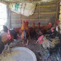 مرغو خروس