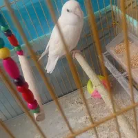 طوطی برزیلی