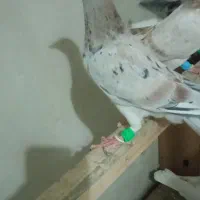 خطی هفت‌رنگ اصل مغلف نسل عالی