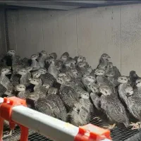 جوجه یک ماهه بلدرچین کوهی