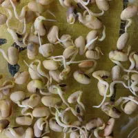 لوبیا روغنی  سویا