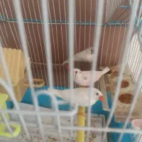 فنچ
