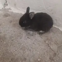 خرگوش