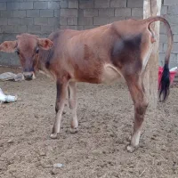 حیوانات. گوساله