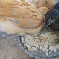 جوجه 3ماهه