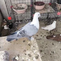 کل سفید کربلایی کلاغ مخمل
