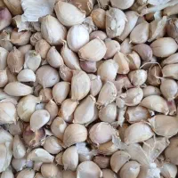 سیر و موسیر کوهی همدان