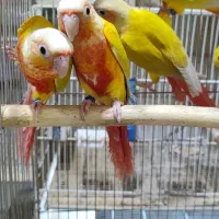 ردچیک گرینچیک