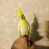 عروس هلندی نر لوتینو