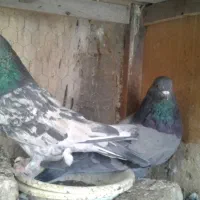 کود کفتر و کفتر پرشی