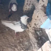 طوقی نر مست