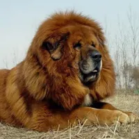 سگ پیدا شده محدوده شهرک صنعتی خاوران