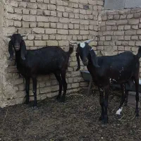 بز دو رگ پاکستانی آبستن سنگین