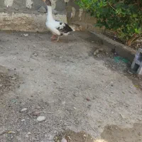 غاز جوان