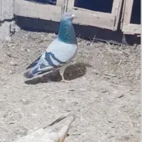 کبوتر دوبر