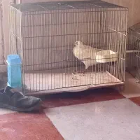 قفس پرنده