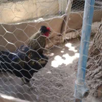 خروس سیاه درشت بزرگ