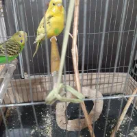 یک جفت پرنده مرغ عشق