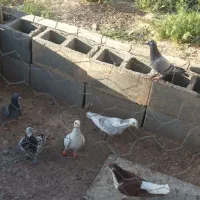 کبوتر