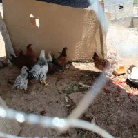 مرغ و خروس دورگه