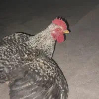 مرغ
